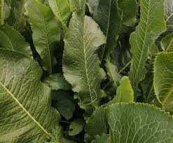 Torma: fűszeres ételízesítő