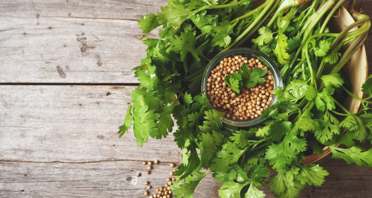 Koriander: aromás fűszer főzéshez